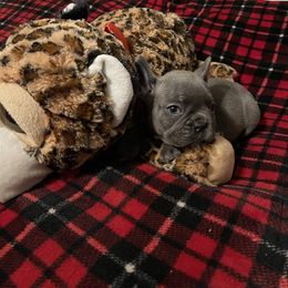 Boston Terrier and French Bulldog Puppies from High Plains