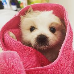 Pomeranians from Princess Shishie Puppy Kingdom
