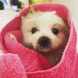 Pomeranians from Princess Shishie Puppy Kingdom
