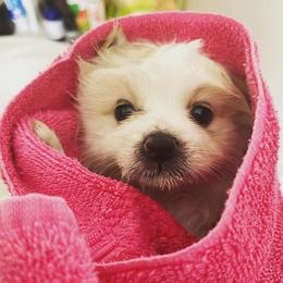 Pomeranians from Princess Shishie Puppy Kingdom