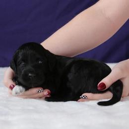 Porsche - Black and white female Aussiedoodle puppy in Springfield, Missouri from Aspen River Doodles