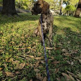 V - Brindle Great Dane puppy in Houston, Texas from Draggin Dobermans & Great Danes