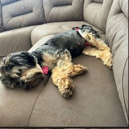 Hange - Maltipoo
