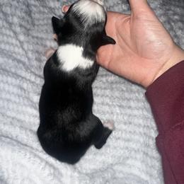 Lily - Black tri female Miniature Australian Shepherd puppy in Mill Spring, North Carolina from Adair's Australian Shepherds