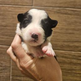 Girl 3 - Black and white female Border Collie puppy in Caledonia, Michigan from Magnolia Acres