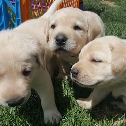 Labrador Retriever Puppies from Lost River Labradors