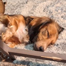 Hunny - Dachshund