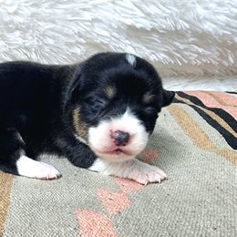 RM Female 3 - Black and tan female Pembroke Welsh Corgi puppy in Duluth, Minnesota from Up North Corgis