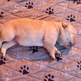 Beautiful yellow boy - Yellow male Labrador Retriever puppy in Ranchita, California from Pacific Crest Labradors