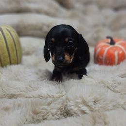Myla - Black and tan female Dachshund puppy in Anaconda, Montana from Montana Country Dachshunds