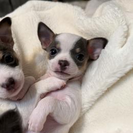 Bobby - Blue and white male Chihuahua puppy in Amity, Pennsylvania from Rhoda and Verna