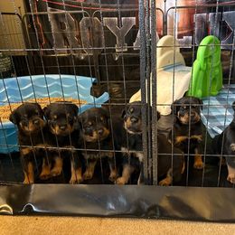 Boy1 - Black and mahogany male Rottweiler puppy in Williamson, New York from Von RoyaLuxe Rottweilers