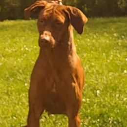 Ember - Rhodesian Ridgeback