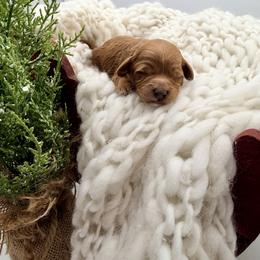 Tan Girl - Red  female Goldendoodle puppy in Philadelphia, Mississippi from Oakie Doodles