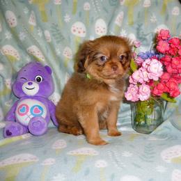 Cavalier King Charles Spaniel, Cavapoo, and Pomeranian Puppies from Walnut Grove Cavaliers