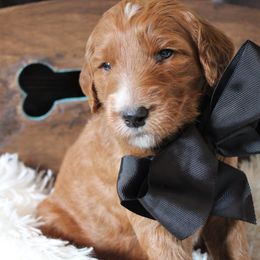 Goldendoodle Puppies from Carefree Goldendoodles