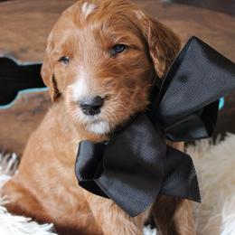 Goldendoodle Puppies from Carefree Goldendoodles