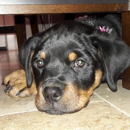 Rottweilers from Von Has Sampson