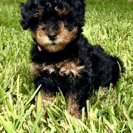 Boxer and Cavapoo Puppies from Acadian Kennels
