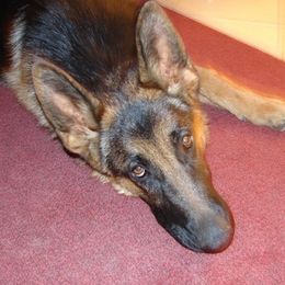 German Shepherds from Kennel Von Arizona