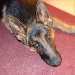 German Shepherds from Kennel Von Arizona