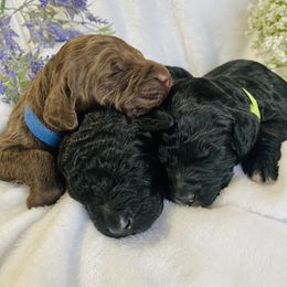 Bernedoodle and Labradoodle Puppies from Royal Doodles