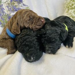 Bernedoodle and Labradoodle Puppies from Royal Doodles