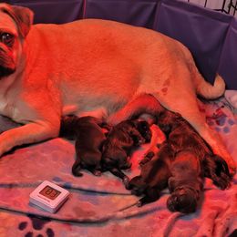 Pug puppies from Kayla's Pugs