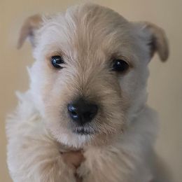 Scottish Terrier Puppies from Johnson's Highland Terriers