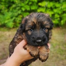 Henry - Sable male German Shepherd puppy in White Cloud, Michigan from Von WestLynn German Shepherds