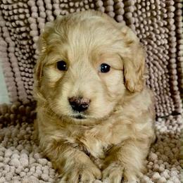 Spider - Red  male Goldendoodle puppy in Beecher, Illinois from Erica’s Doodles