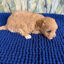 Patricia - Apricot female Maltipoo puppy in Lawrenceburg, Tennessee from LUV Poodles and Maltipoos