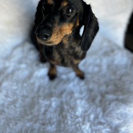 Val - Dachshund