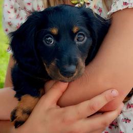Girl 2 - Black and tan female Dachshund puppy in Florissant, Colorado from Mountain Thyme Homestead
