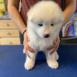 Boy 3 - Samoyed puppy in Tampa, Florida from Icecrown Samoyeds