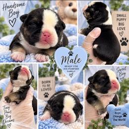 Batman - Black tri-color male Bulldog puppy in Seattle, Washington from mama Myra bulldogs