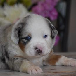 Buckeye - Blue merle male Miniature Australian Shepherd puppy in Lowgap, North Carolina from Baileys Mini Aussies