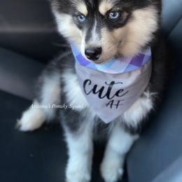Pomsky Puppies from Arizonas Pomsky Squad