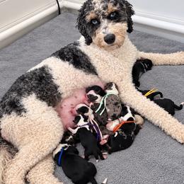 Australian Mountain Doodle puppies from Angel Pups Deluxe