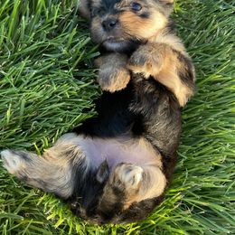 Miniature Australian Shepherd, Toy Australian Shepherd, and Yorkshire Terrier Puppies from Bullish R Ranch