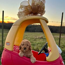 Aussiedoodle, Cockapoo, and Havapoo Puppies from Kaitlen Wood