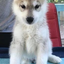 Siberian Huskies from Trillium Blue Siberians