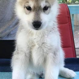 Siberian Huskies from Trillium Blue Siberians
