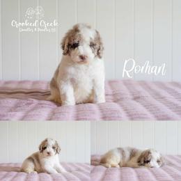 Roman - Parti male Goldendoodle puppy in Woodruff, South Carolina from Crooked Creek Doodles and Poodles