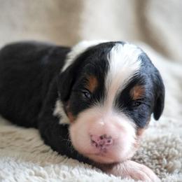 Pierre - Tri-color male Bernedoodle puppy in Folsom, Louisiana from DoodlesFarmCo