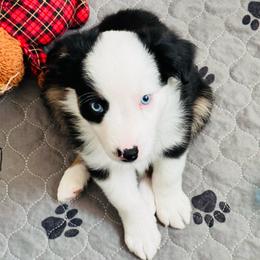 ASHER - Black & white male Miniature Australian Shepherd puppy in California from Elsa’s lil Wiggle Butts