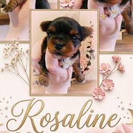Rosaline aka Rosie - Black and tan female Yorkshire Terrier puppy in Moses Lake, Washington from Harmony Hills Yorkies