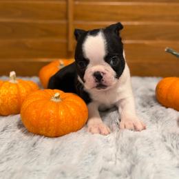 Double Haggery dot boy - Black brindle and white male Boston Terrier puppy in Madera Acres, California from Muggin Bostons Terriers and Mini Dachshund