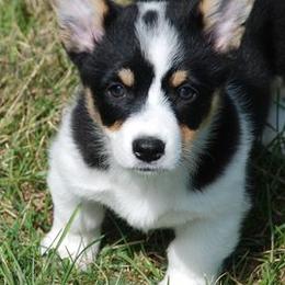 Australian Shepherds and Pembroke Welsh Corgis from Tyler Shupe's Australian Shepherds and Pembroke Welsh Corgis