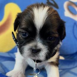 Trevor - Gold and white male Shih Tzu puppy in Hemet, California from Aloha Shih Tzu